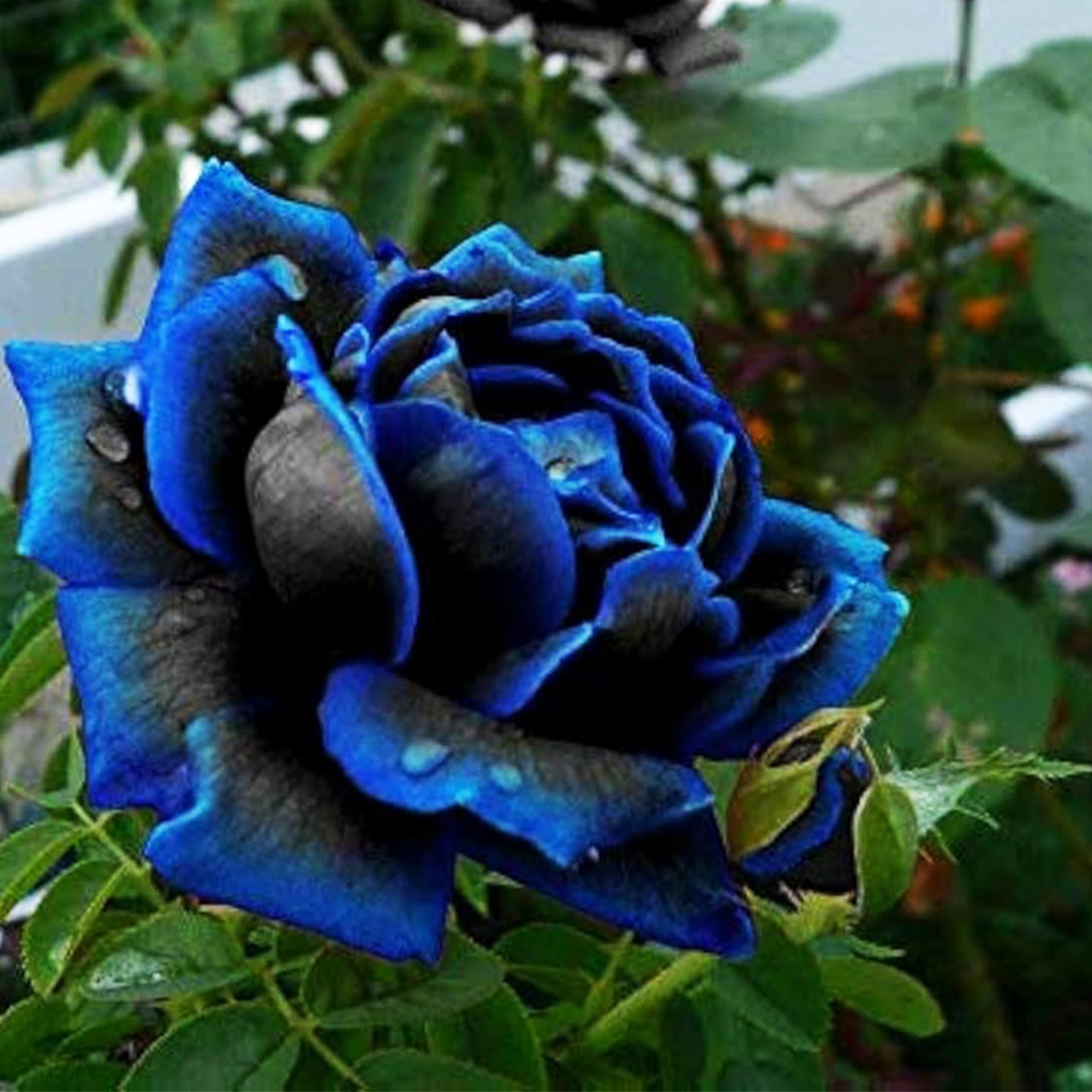 Amazon.com : KVITER 20 Midnight Supreme Rose Seeds, Dark Blue
